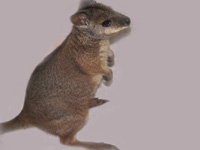 Australian Dama Wallaby Baby Joey